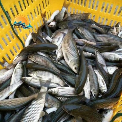 優(yōu)質(zhì)草魚苗批發(fā) 廣東港興水產(chǎn)提供3-8公分魚苗，價格合理